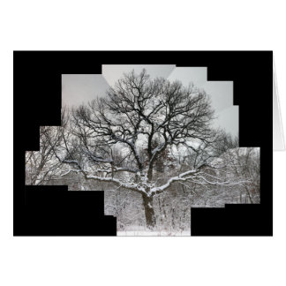 Weißeiche im Winter