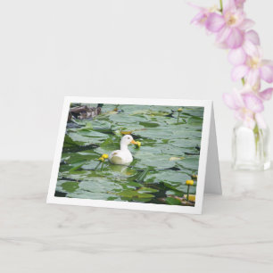 Weißente im Lili-Teich Karte