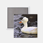 Weißentrockente Magnet (Vorderseite/Rückseite)