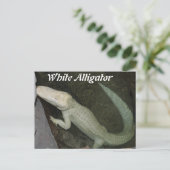 Weißer Alligator Postkarte (Stehend Vorderseite)