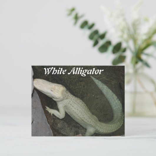 Weißer Alligator Postkarte (Stehend Vorderseite)