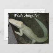 Weißer Alligator Postkarte (Vorne/Hinten)
