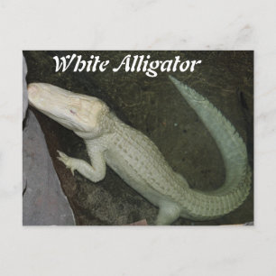 Weißer Alligator Postkarte