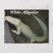 Weißer Alligator Postkarte (Vorderseite)