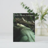 Weißer Alligator von Louisiana Postkarte (Stehend Vorderseite)