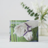 Weißer Alpaca, 1 Postkarte (Stehend Vorderseite)