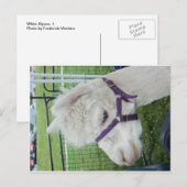 Weißer Alpaca, 1 Postkarte (Vorne/Hinten)