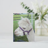 Weißer Alpaca, 1 Postkarte (Stehend Vorderseite)