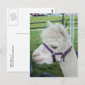 Weißer Alpaca, 1 Postkarte (Vorne/Hinten)