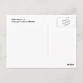 Weißer Alpaca, 1 Postkarte (Rückseite)