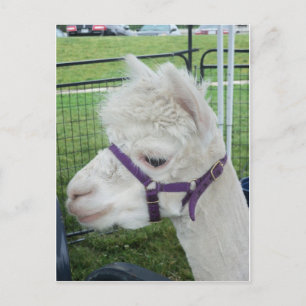 Weißer Alpaca, 1 Postkarte