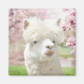 Weißer Alpaca Magnet (Vorne)