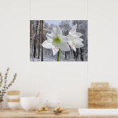 Weißer Amaryllis und Schnee I Poster (Küche)
