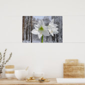 Weißer Amaryllis und Schnee I Poster (Küche)