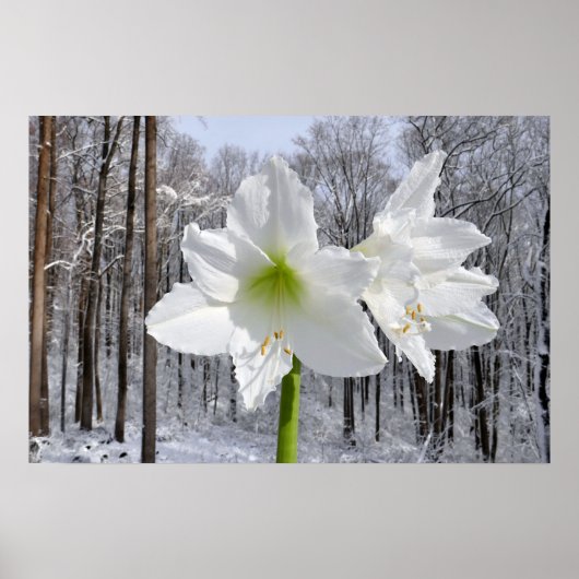 Weißer Amaryllis und Schnee I Poster (Vorne)