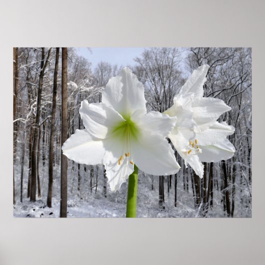 Weißer Amaryllis und Schnee I Poster (Vorne)