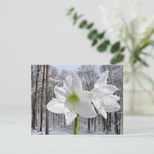 Weißer Amaryllis und Schnee I Postkarte (Stehend Vorderseite)