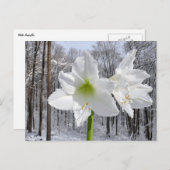 Weißer Amaryllis und Schnee I Postkarte (Vorne/Hinten)