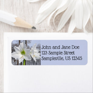 Weißer Amaryllis und Schnee II