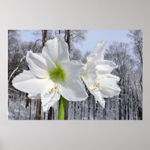 Weißer Amaryllis und Schnee II Poster