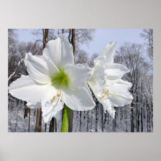 Weißer Amaryllis und Schnee II Poster (Vorne)