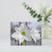 Weißer Amaryllis und Schnee II Postkarte (Stehend Vorderseite)