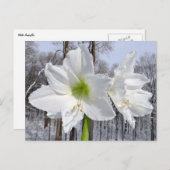 Weißer Amaryllis und Schnee II Postkarte (Vorne/Hinten)