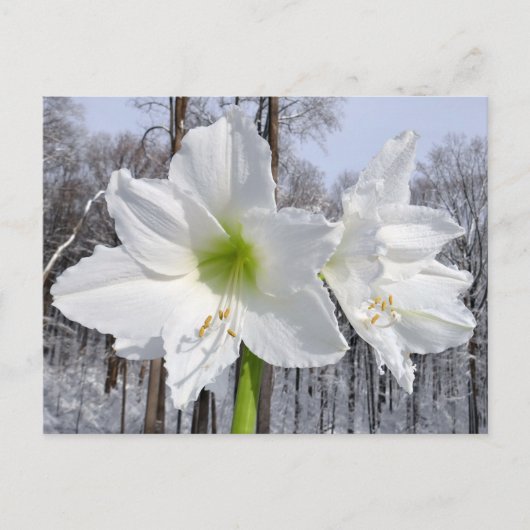 Weißer Amaryllis und Schnee II Postkarte (Vorderseite)