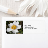 Weißer Anemone (Insitu)