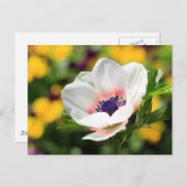 Weißer Anemone Postkarte (Vorne/Hinten)