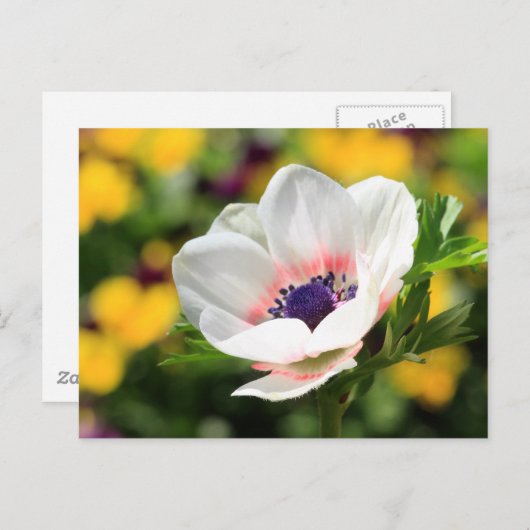 Weißer Anemone Postkarte (Vorne/Hinten)