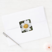 Weißer Anemone Quadratischer Aufkleber (Umschlag)