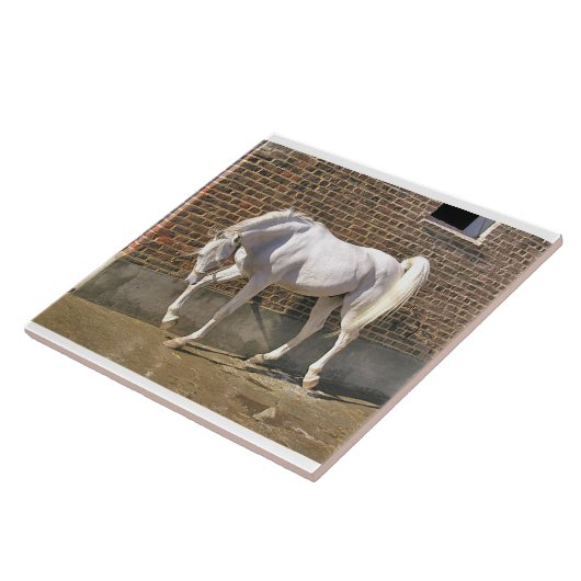 Weißer arabischer Stallion Fliese (Seite)