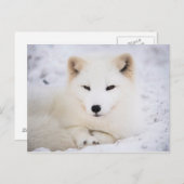 Weißer Arktische Fuchs Postkarte (Vorne/Hinten)