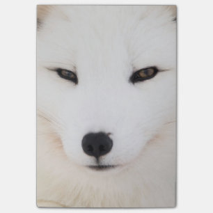 Weißer arktischer Fuchs im Schnee Post-it Klebezettel