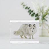 Weißer arktischer Fuchs verschmilzt mit Schnee Postkarte (Stehend Vorderseite)