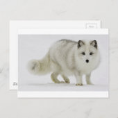 Weißer arktischer Fuchs verschmilzt mit Schnee Postkarte (Vorne/Hinten)