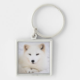 Weißer arktischer Polarfox im Schnee Schlüsselanhänger