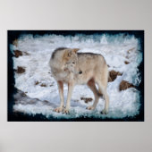 Weißer arktischer Wolf und Winter-Schnee Wildlife- Poster (Vorne)