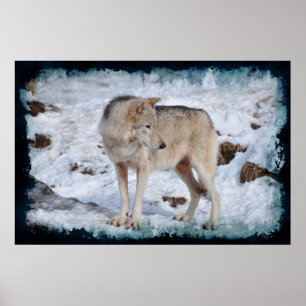 Weißer arktischer Wolf und Winter-Schnee Wildlife- Poster