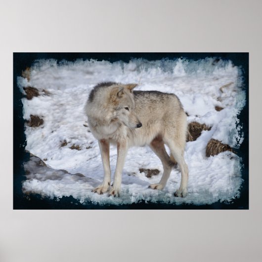 Weißer arktischer Wolf und Winter-Schnee Wildlife- Poster (Vorne)