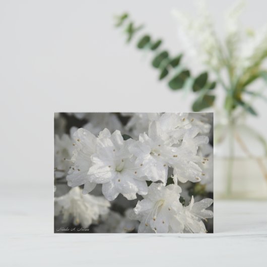 Weißer Azalee 2008 Postkarte (Stehend Vorderseite)