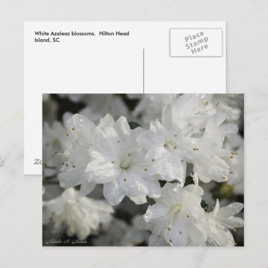Weißer Azalee 2008 Postkarte (Vorne/Hinten)