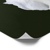 Weißer Bartiris auf schwarzem Hintergrund Poster (Ecke)