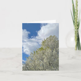 Weißer Baum Blaues Himmel Wolken Foto