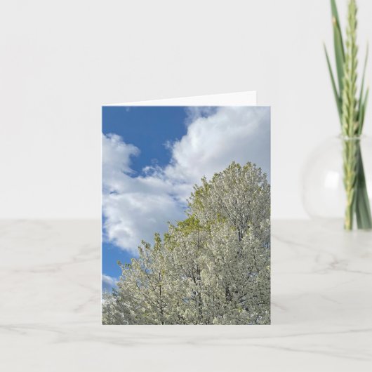 Weißer Baum Blaues Himmel Wolken Foto (Vorderseite)