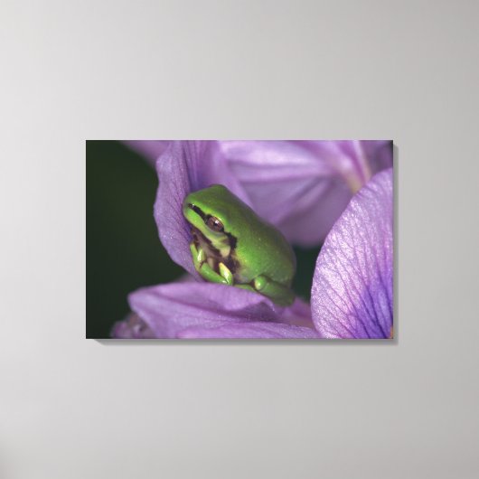 Weißer Baumfrosch Leinwanddruck (Vorderseite)