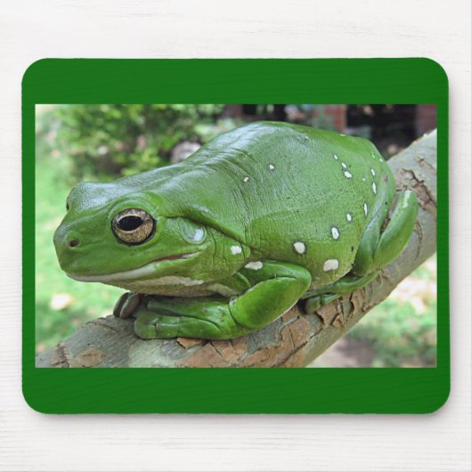 Weißer Baumfrosch - Litoria caerulea Mousepad (Vorne)