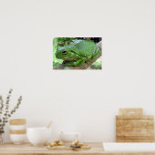 Weißer Baumfrosch - Litoria caerulea Poster (Küche)
