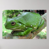 Weißer Baumfrosch - Litoria caerulea Poster (Vorne)